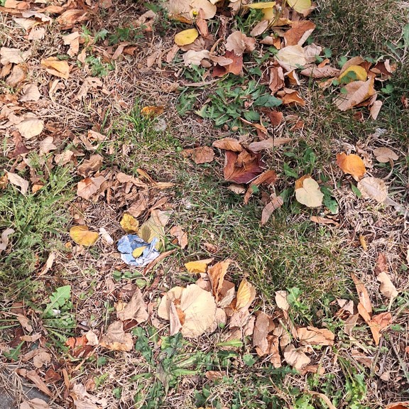 recycle4.me: original_20231020_144302.jpg